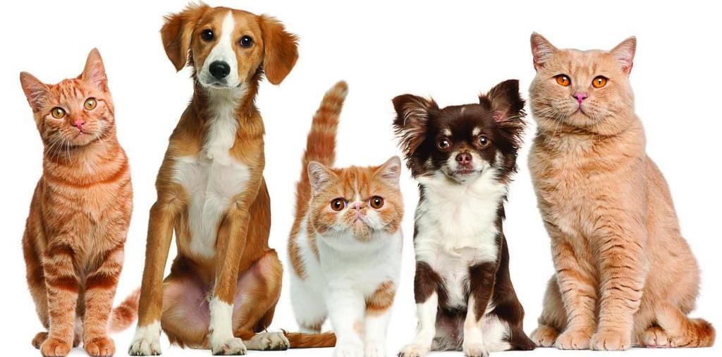 Доска объявлений о животных | ЗооТом - продажа, вязка и услуги для животных в Солигаличе