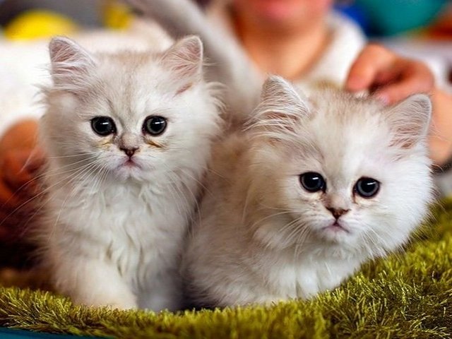 Породы кошек в Солигаличе | ЗооТом портал о животных