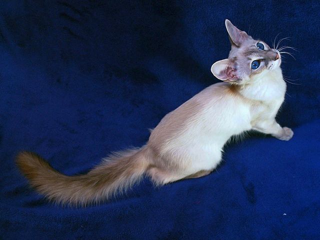 Выведенные породы кошек в Солигаличе | ЗооТом портал о животных