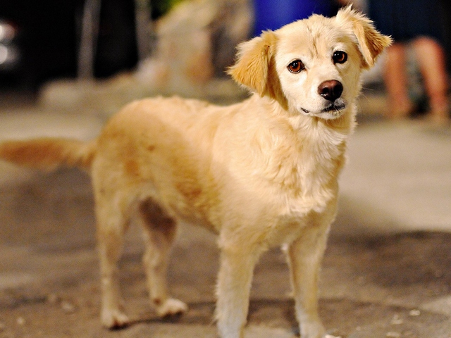 Породы собак в Солигаличе | ЗооТом портал о животных