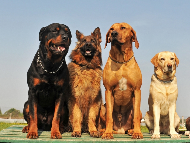 Крупные породы собак в Солигаличе | ЗооТом портал о животных
